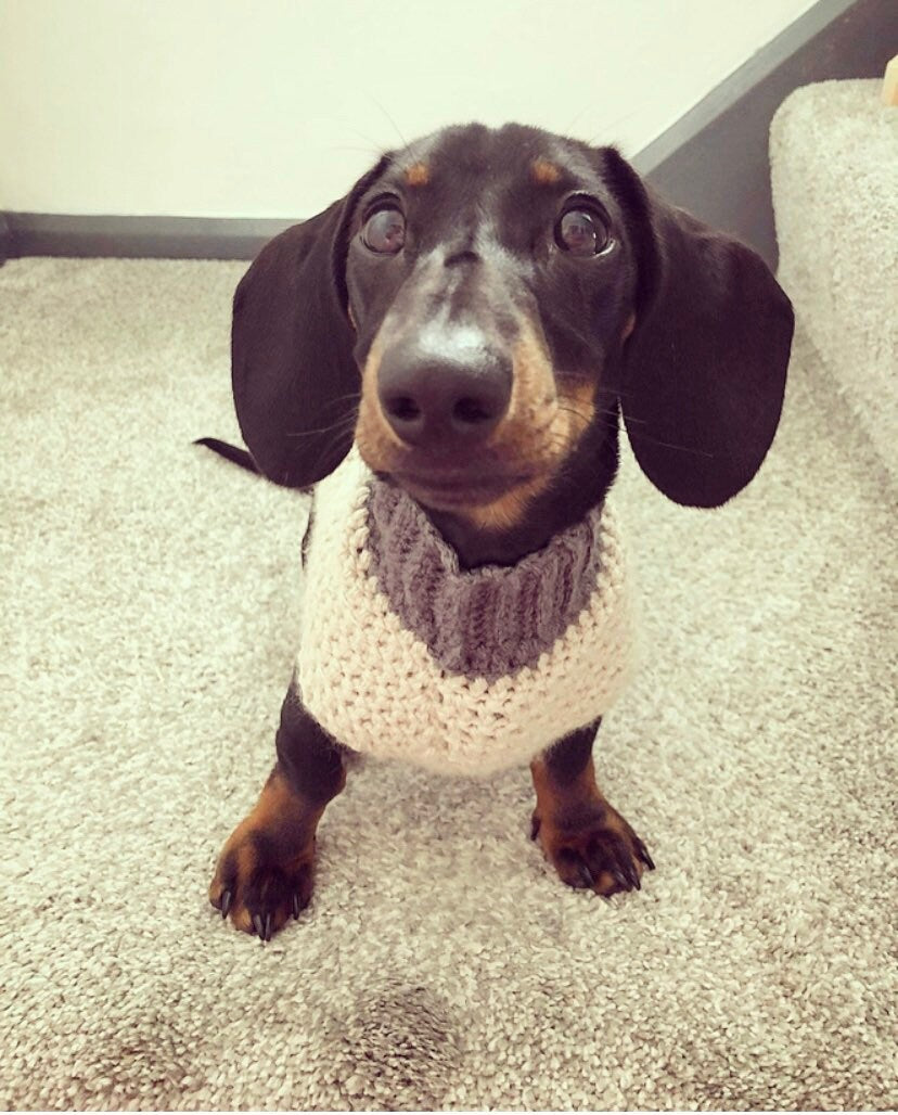 Various size Crochet dog jumper