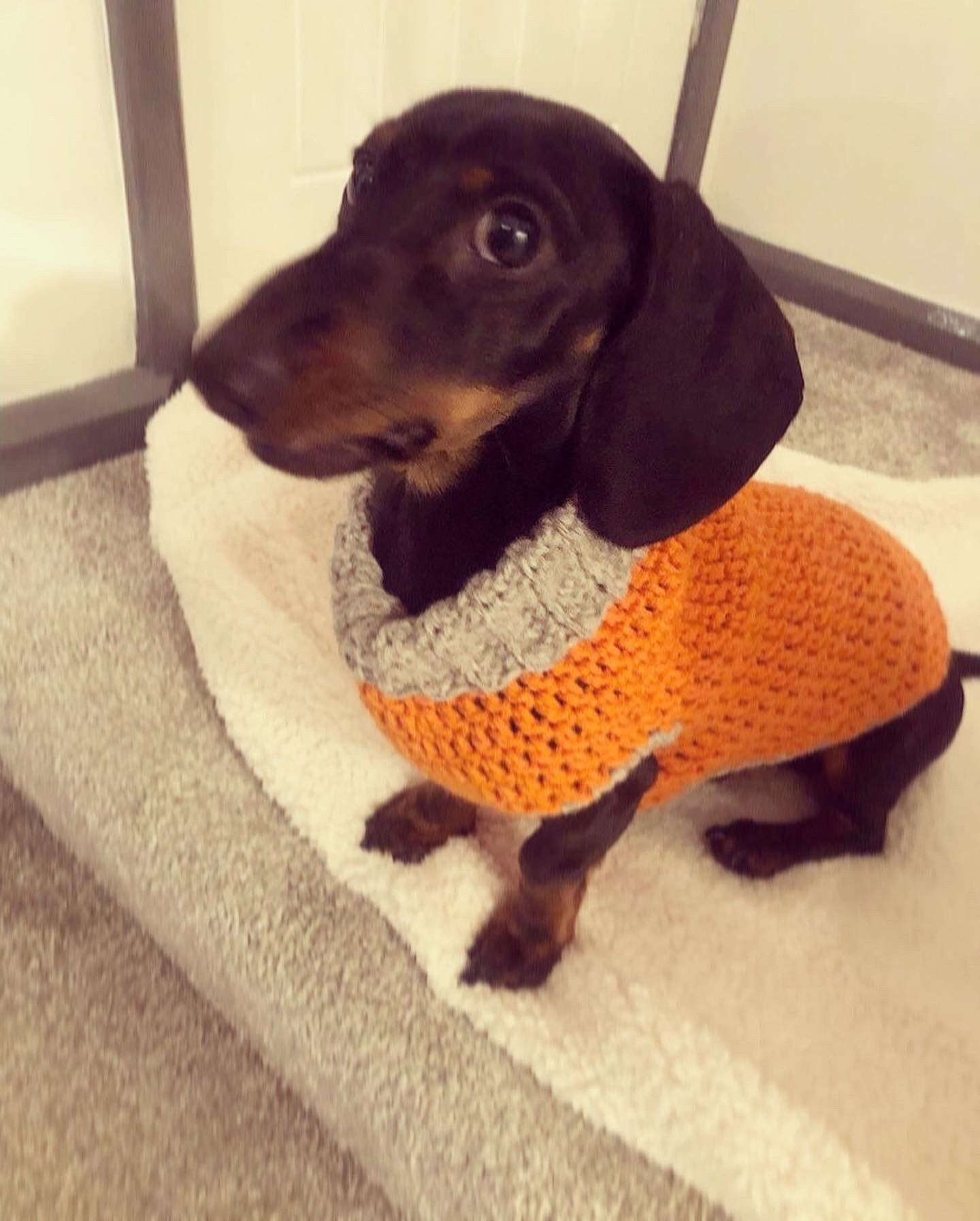 Various size Crochet dog jumper