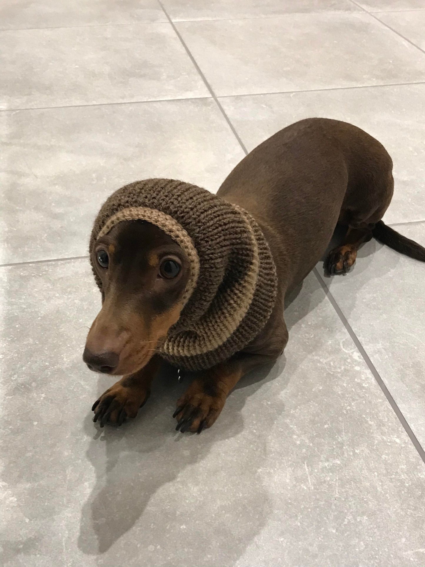 Hand knitted dog snood.