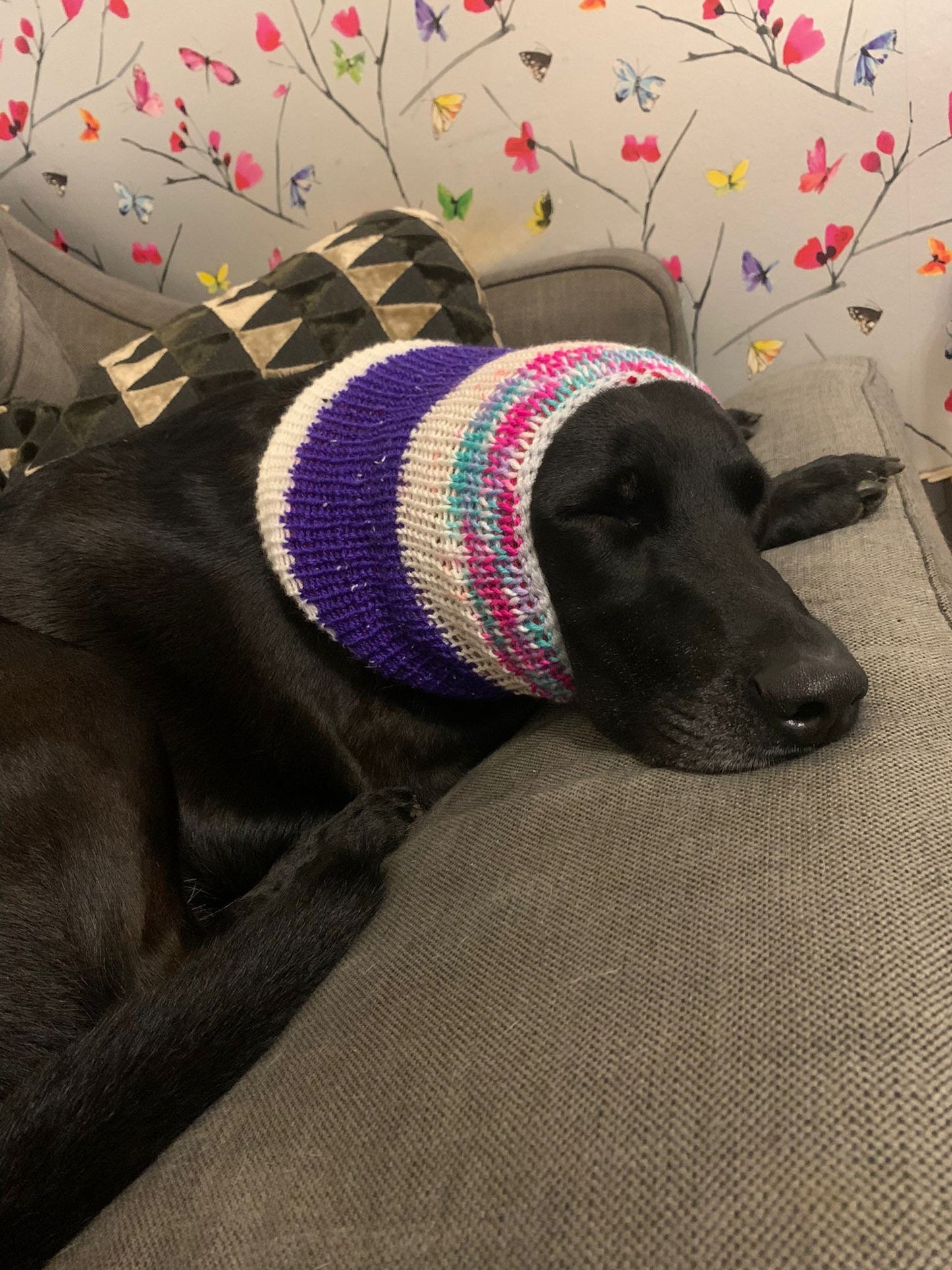 Hand knitted dog snood.