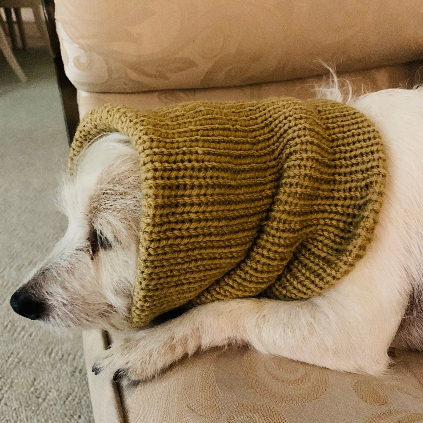 Hand knitted dog snood.