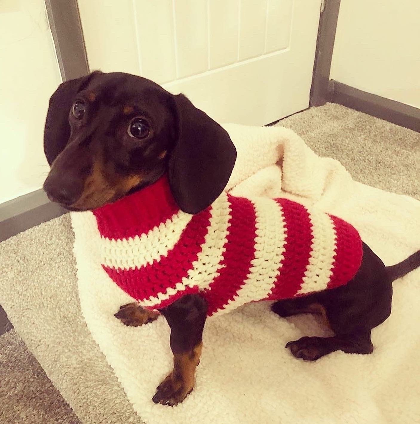 Various size Crochet dog jumper