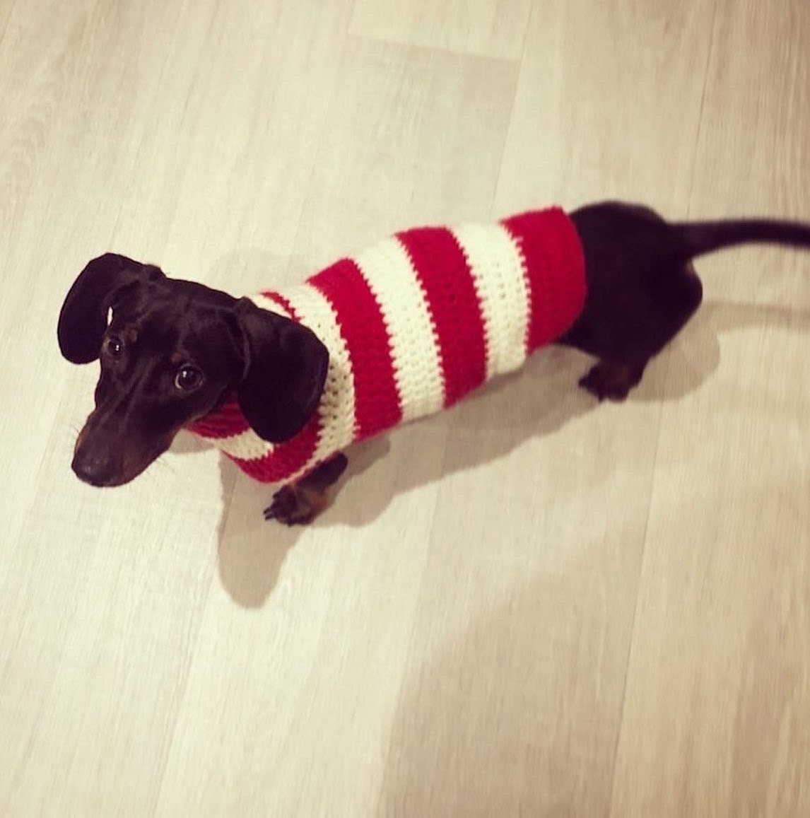 Various size Crochet dog jumper