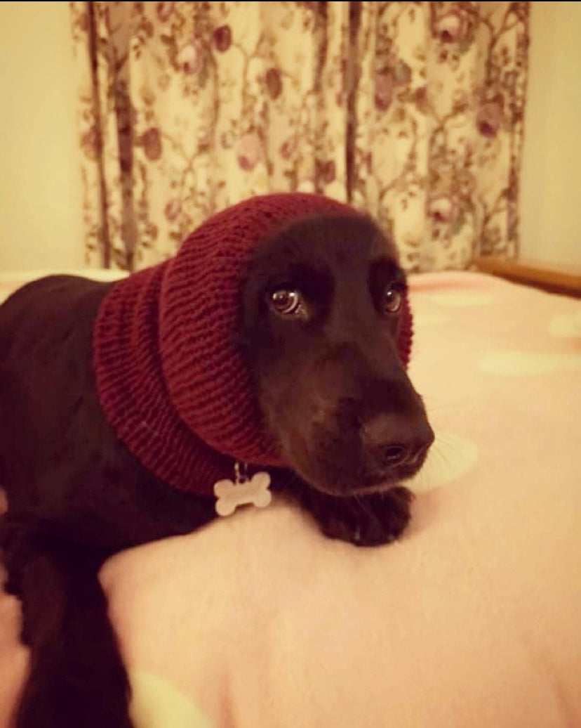 Hand knitted dog snood.