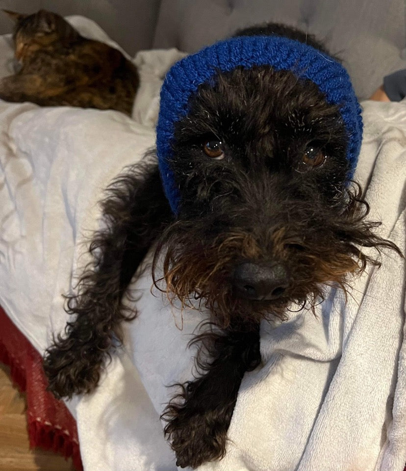 Hand knitted dog snood.
